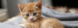 Kitten Yoga -7/26 @4pm