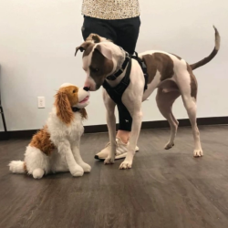 Reactive Dog Program