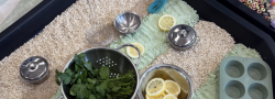 Wondertree Sensory Bin Exploration