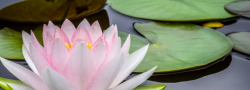 Building Your Home Meditation Practice