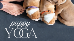 Puppy Yoga
