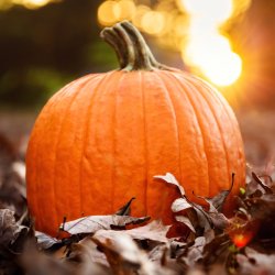 Pumpkin Drip- FALL SPECIAL