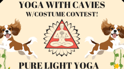Yoga with Cavaliers!