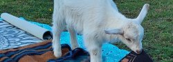 GO-YA (Goat Yoga)