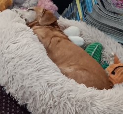 Doggy Jewelry