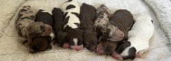 Puppy Yoga with 8 Springerdoodles - Springer spaniel/mini poodle!