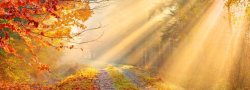 LIVESTREAM - Fall Equinox: Root to Rise - 108 SUN SALUTATIONS