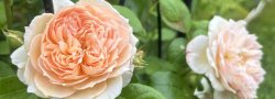 POSES & ROSES:  Garden Flow + Flower Trataka Meditation