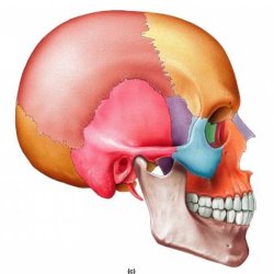 5 Sessions Core Cranial & Structural Bodywork (90min)