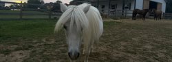 Ponies & Poses (Namaste & Neighs for Kids)