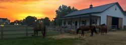 Namaste & Neighs