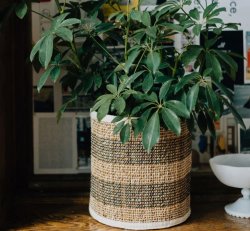 Striped Hogla Basket (Sm)