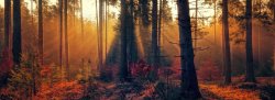 Seasonal Yin Workshop. Autumn: Yin Yoga + Essential Oils