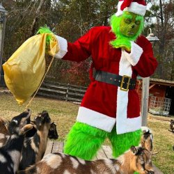 Goat Yoga with The Grinch