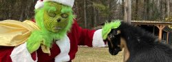 Goat Yoga with The Grinch