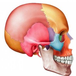 1 Core Cranial & Structural Bodywork (90min)