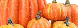October Module (SAT 2) - Anatomy: Respiration and Pranayama