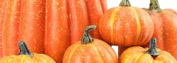 October Module (SAT 1) Teaching Sitting Poses and Twists