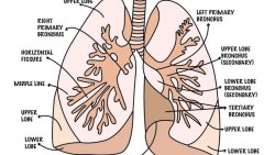 Yoga and the Respiratory System