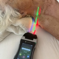 1 Session - Handheld Laser Therapy (30min)