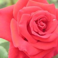 Full Bloom ~ Fifteen Class Pass