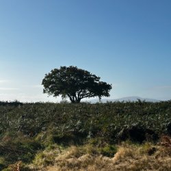 Single Occupancy - Ireland