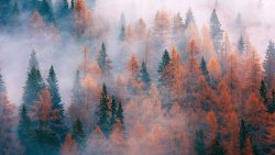 Livestream - Continuum: A Moving Meditation - Fall Series