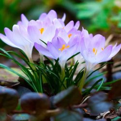 Half Day Retreat - Spring Awakening