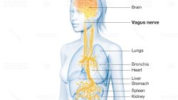 Talkin' About Vagus, Baby!