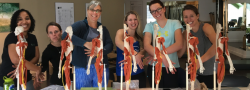 Introduction to Anatomy: Build the Body in Clay