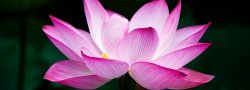 YOGA NIDRA TEACHER/FACILITATOR TRAINING with Donna and Jeff Martens October 19-21, 2018 in Tempe