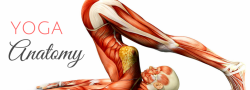 Yoga Anatomy Workshop - for RYTs