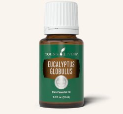 Eucalyptus Globulus Essential Oil