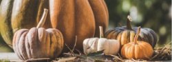Pumpkin Spice Yoga: An Intro to Ayurveda & Fall Practices