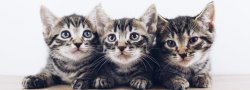 Kitten Yoga