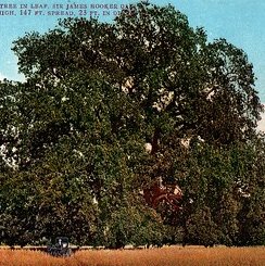Hooker Oak- Eye Health