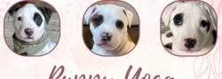 Puppy Yoga with Buffalo Underdogs Rescue