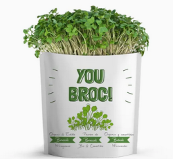 Gift a Green | Greeting Pouch