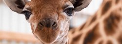 Girasana at Animal Adventure