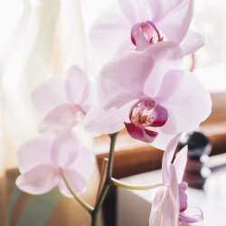 SINGLE CLASS - MASTER CLASS SERIES "Movement into Personal Freedom" with Amanda