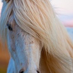 Equine Therapy (4 Pack)