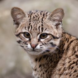 GATITO - 1 Mois ILLIMITÉ / 1 Month UNLIMITED