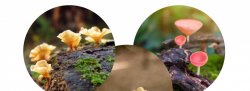 VIRTUAL New Year Renewal