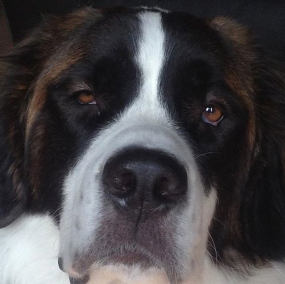 Yoga for Beginners Studio