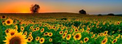 Sunflower Flow ~ Sunset Yoga with the Sunflowers at Denver Downs Farm